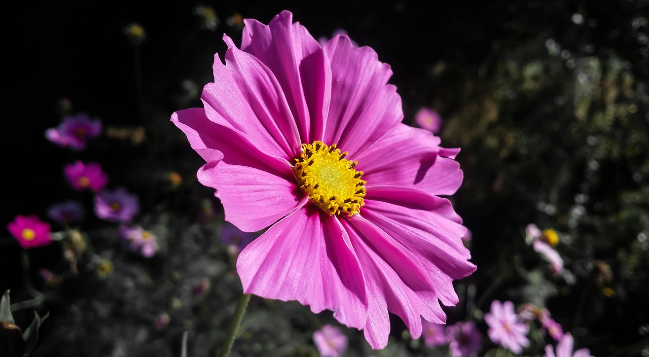 cosmos  flower  bloom free photo