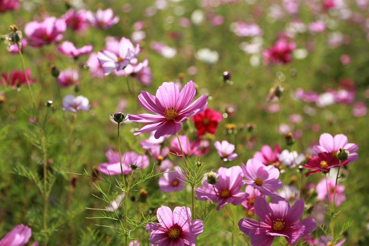 cosmos  flowers  nature free photo