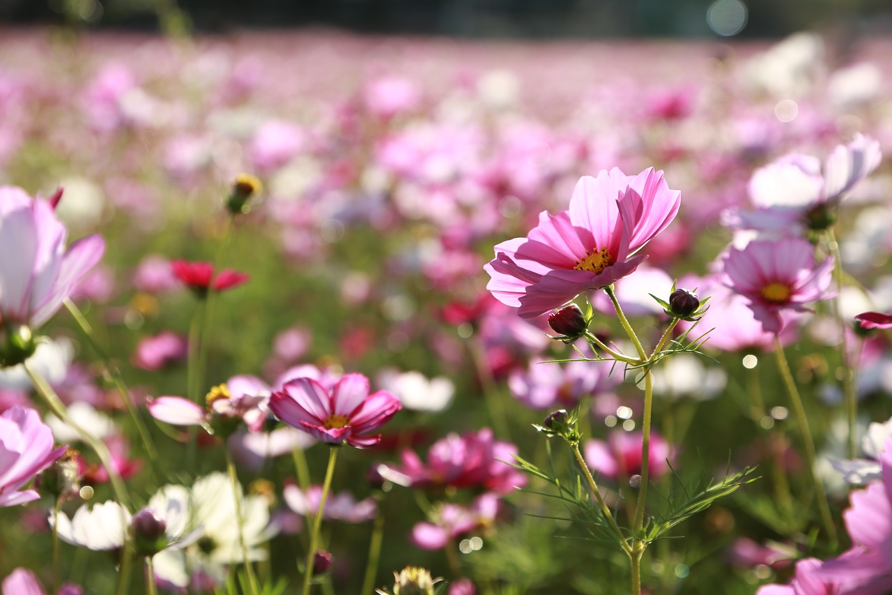 cosmos  flowers  nature free photo