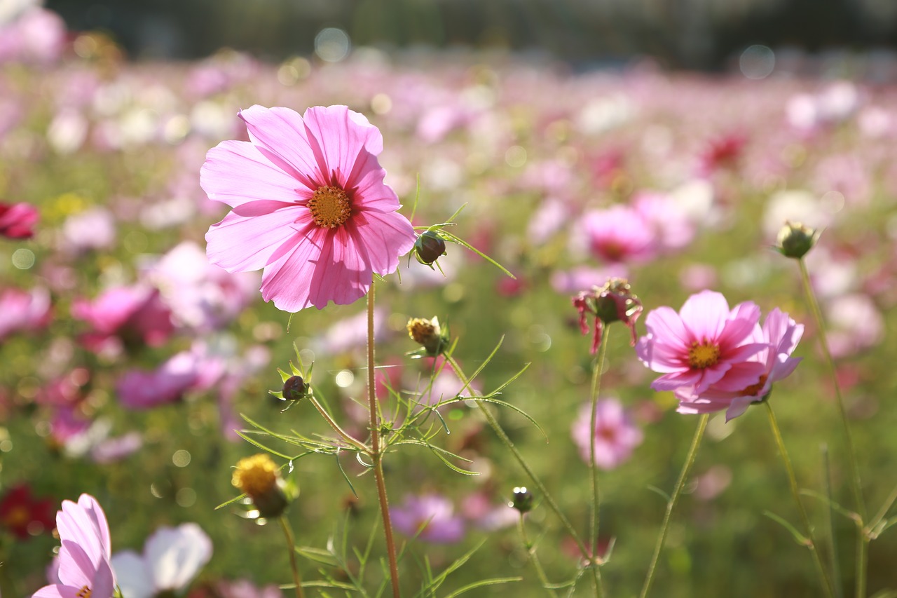 cosmos  flowers  nature free photo