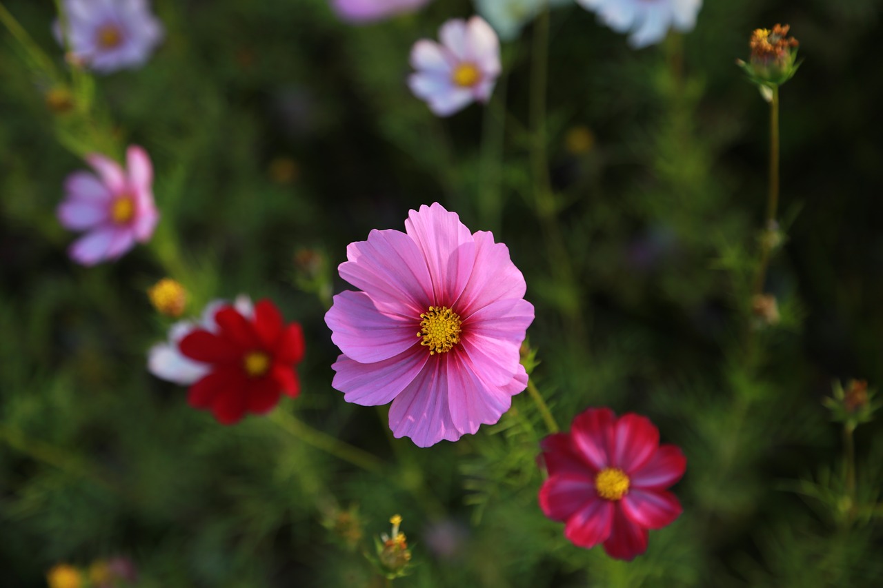 cosmos  flowers  nature free photo