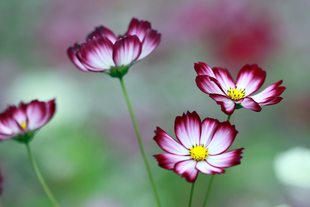 cosmos the universe flowers free photo
