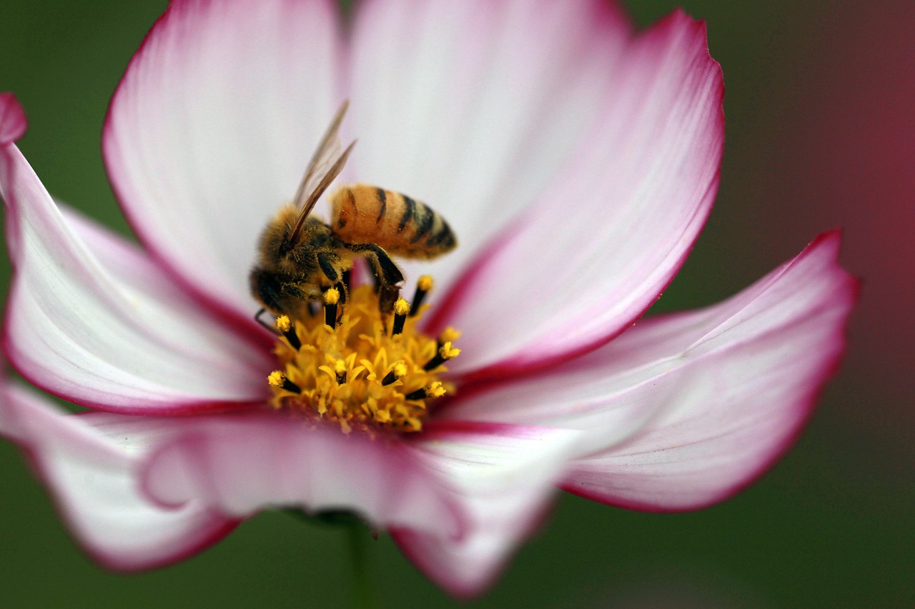 cosmos bee the universe free photo