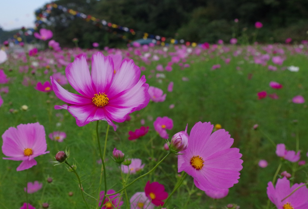 cosmos  autumn  autumn cherry free photo