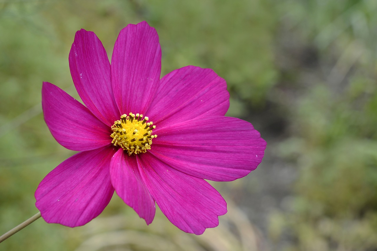 cosmos  blossom  bloom free photo