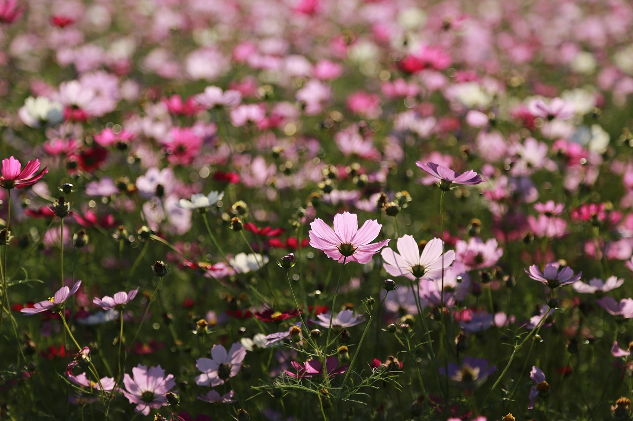 cosmos  flowers  nature free photo