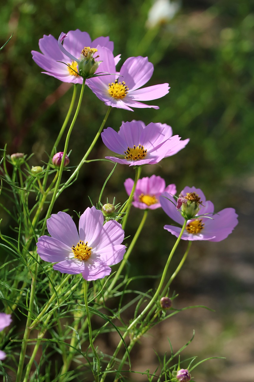 cosmos  light  sky free photo