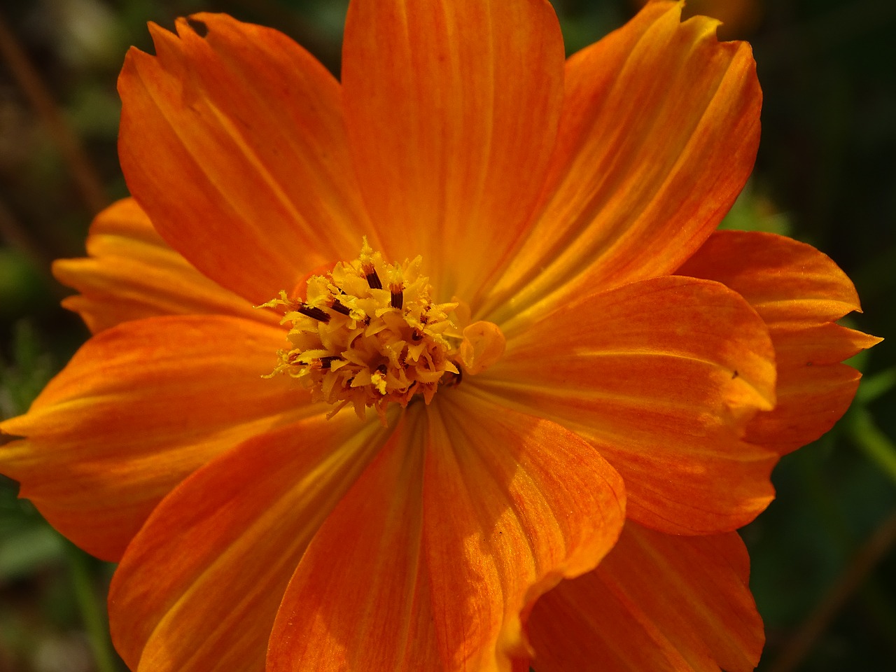 cosmos  flower  petals free photo