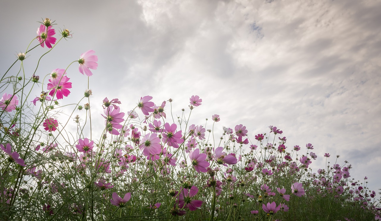 cosmos  autumn  nature free photo