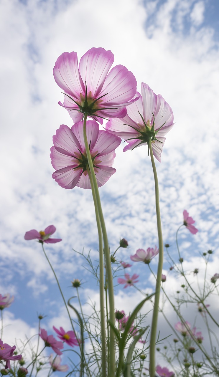 cosmos  autumn  nature free photo