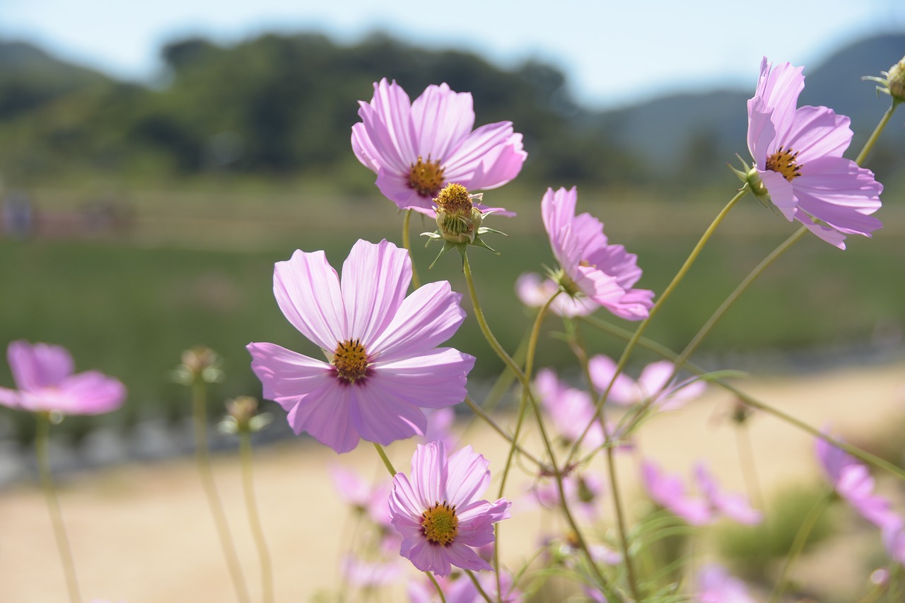 cosmos  pink  flowers free photo