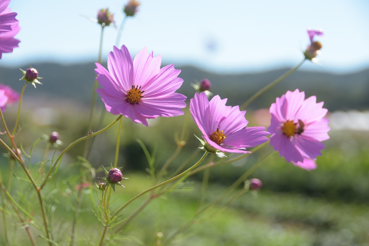 cosmos  pink  flowers free photo