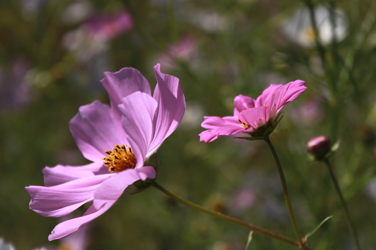 cosmos  flowers  nature free photo