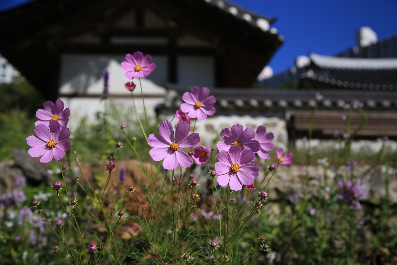 cosmos  flowers  nature free photo