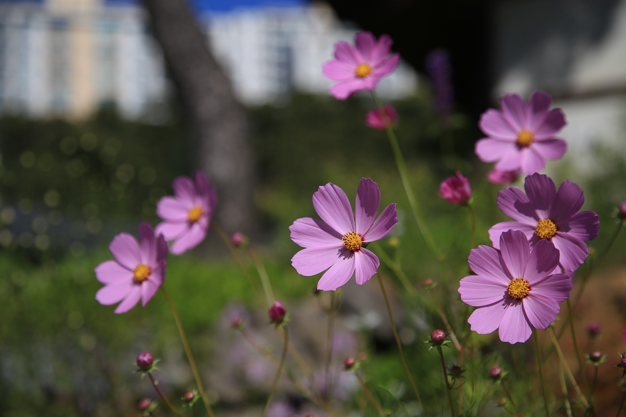 cosmos  flowers  nature free photo