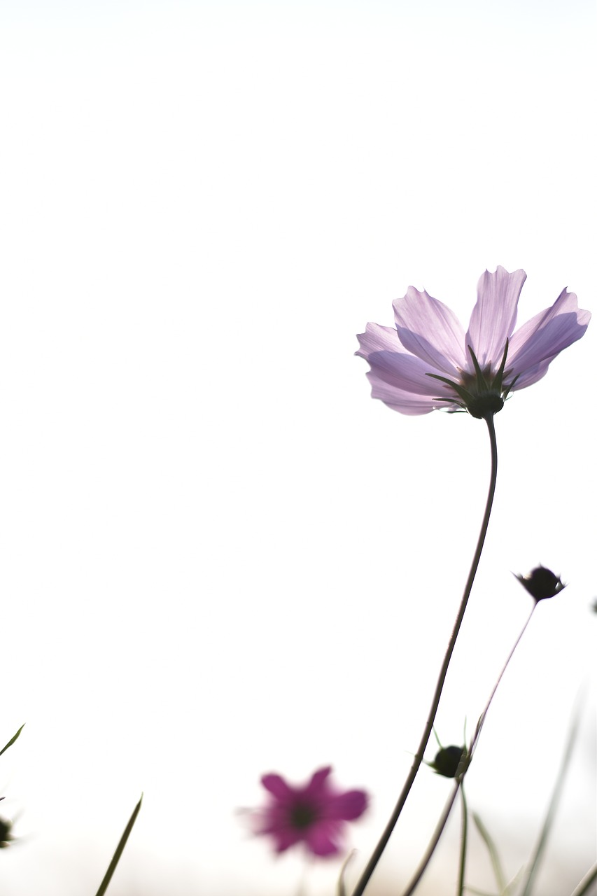 cosmos  autumn  flowers free photo