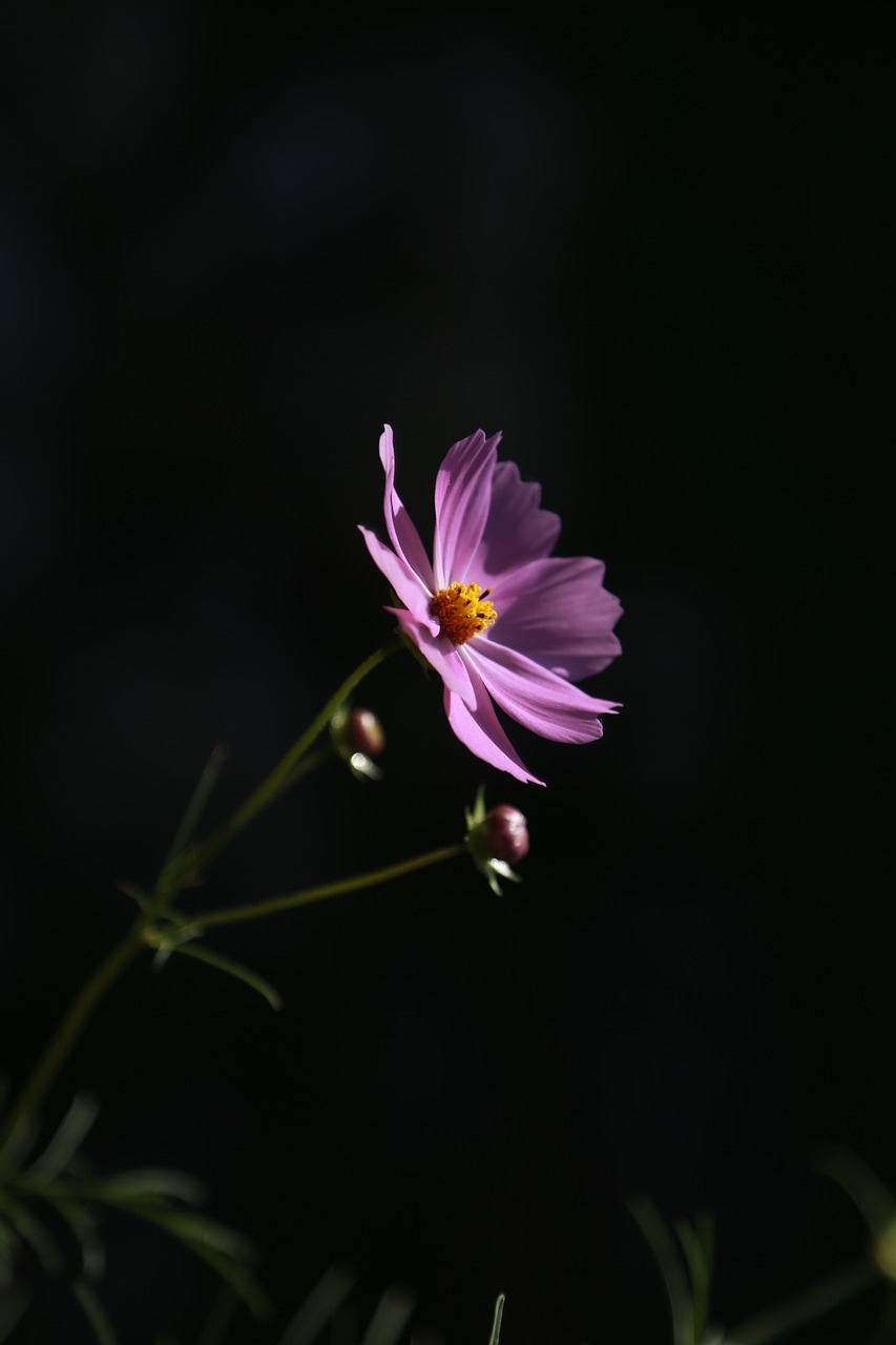 cosmos  flowers  nature free photo