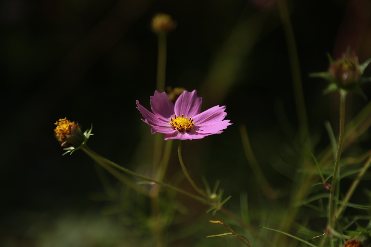 cosmos  flowers  nature free photo