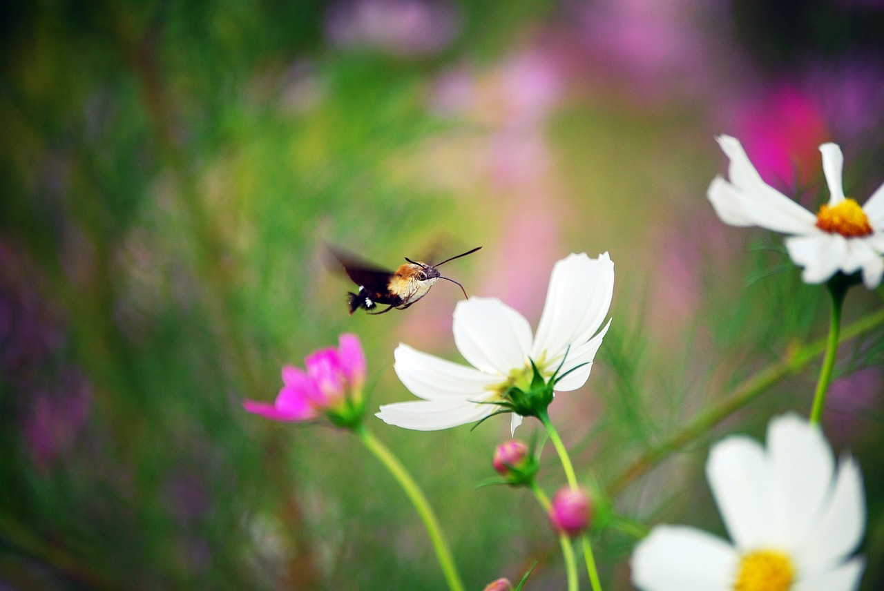 cosmos  flowers  hummingbird free photo