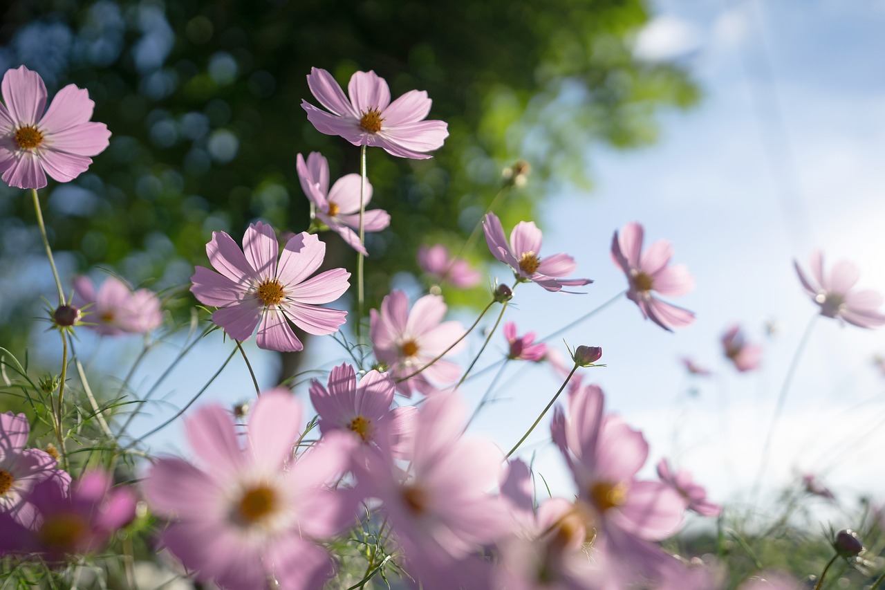 cosmos  flowers  autumn free photo