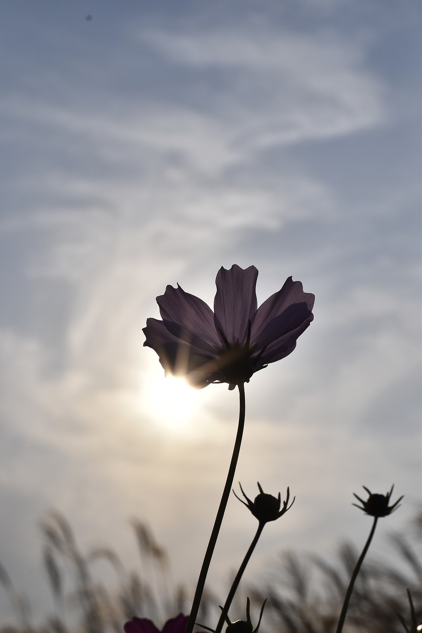 cosmos  autumn  flowers free photo