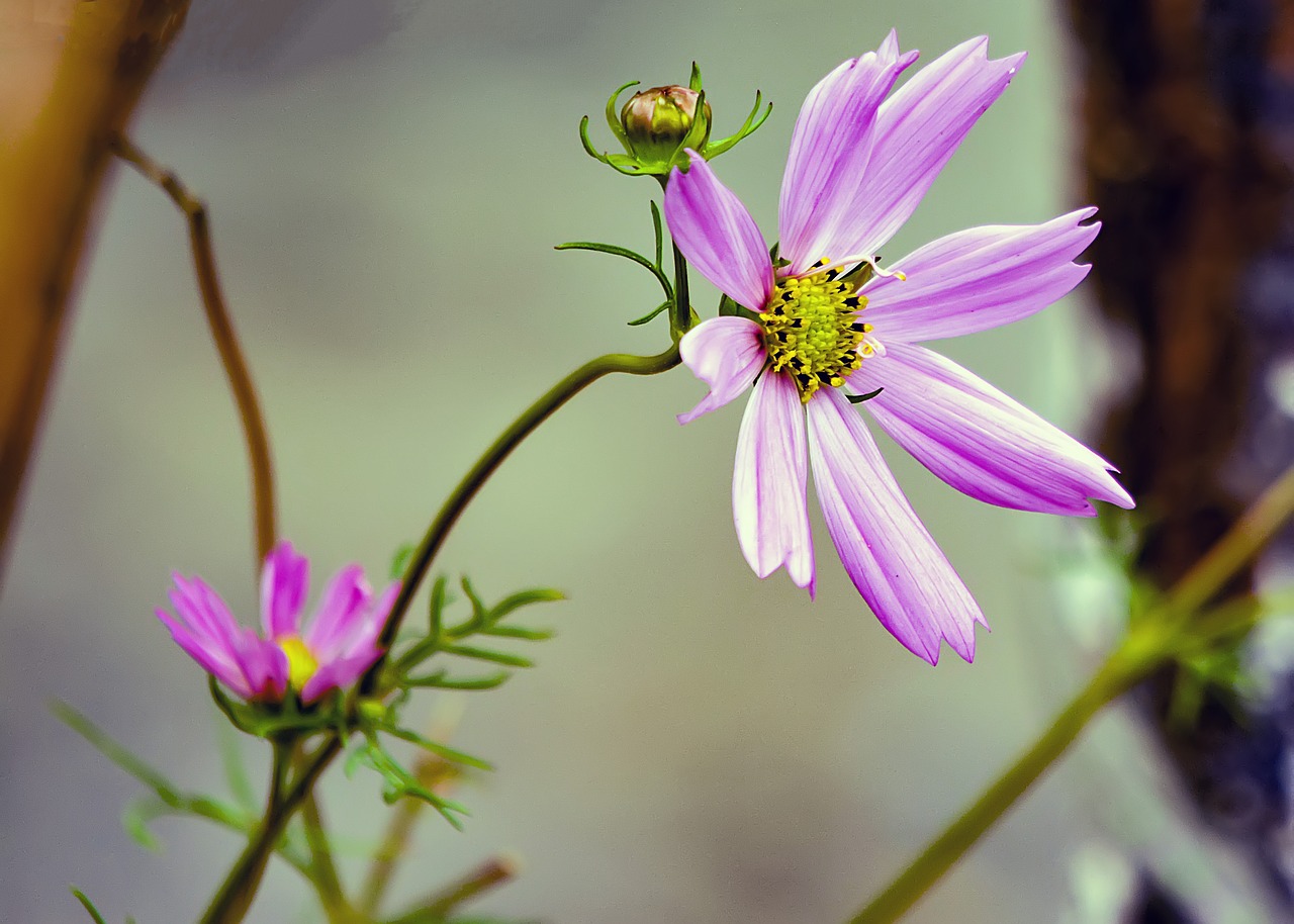 cosmos  flower  pink free photo