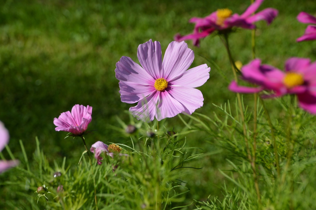 cosmos  plant  flower free photo