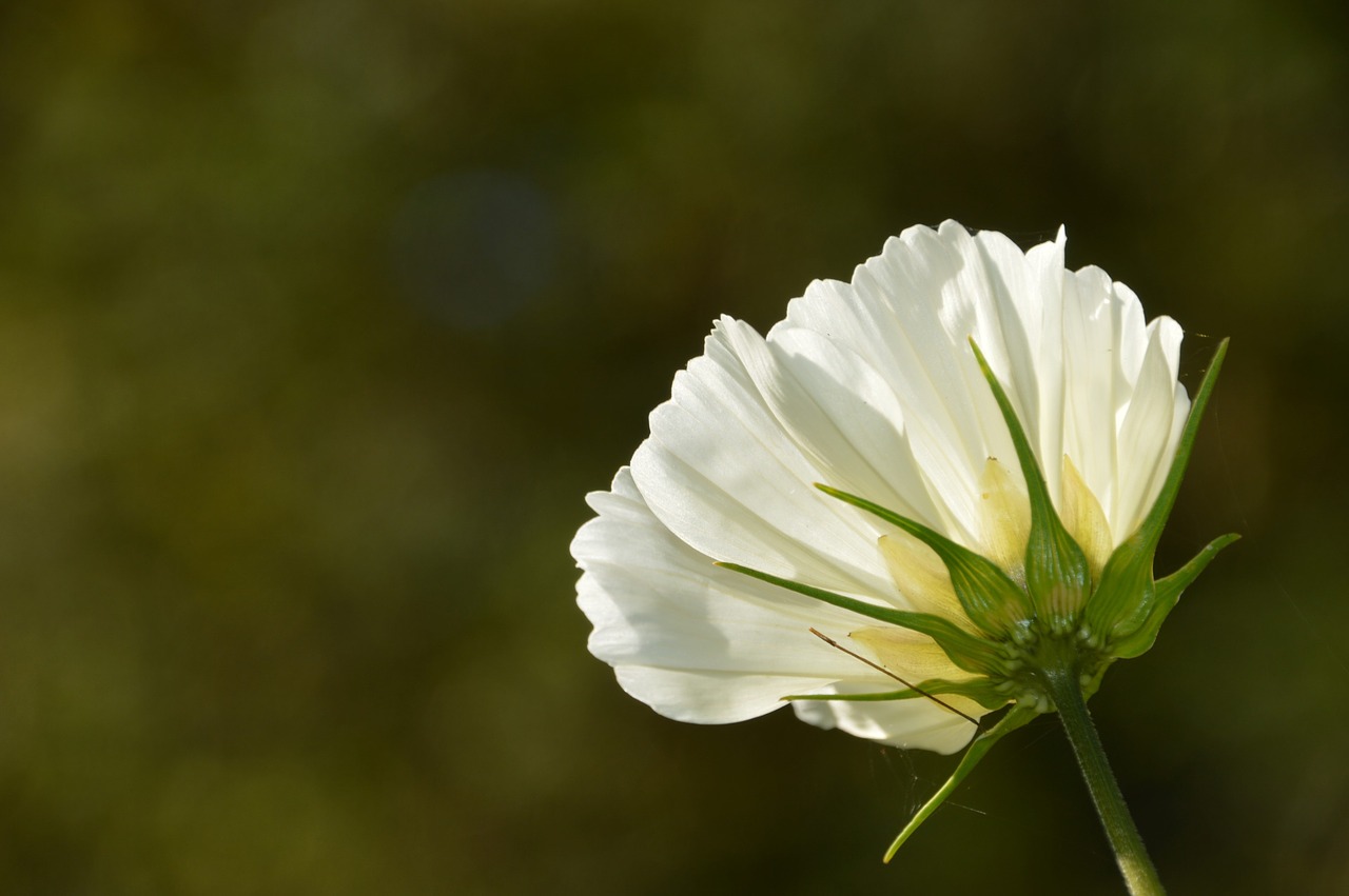 cosmos  plant  flower free photo