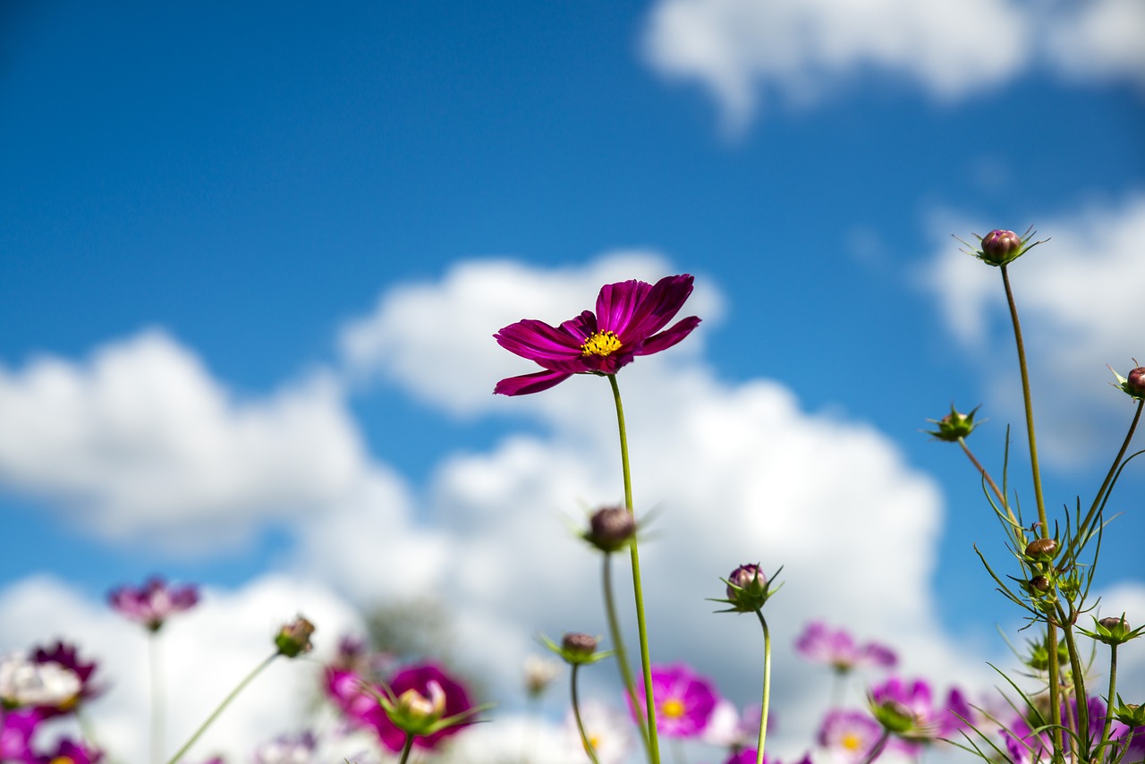 cosmos  sky  cloud free photo