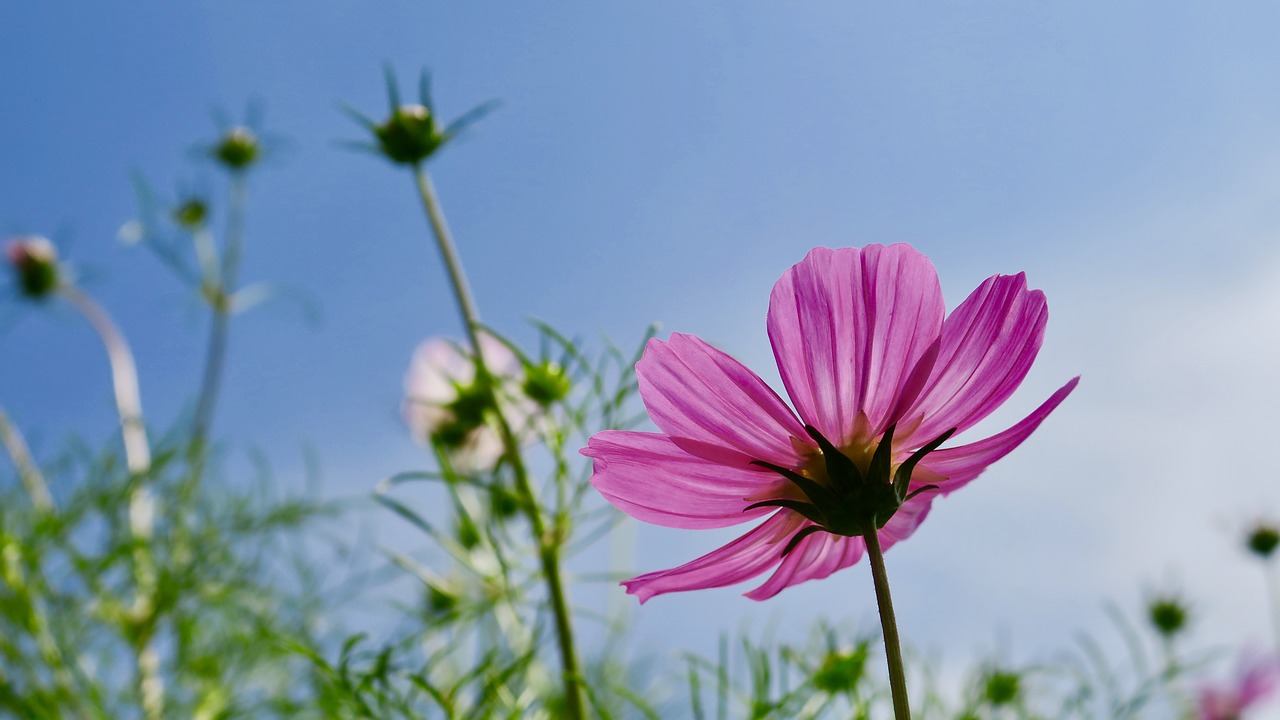 cosmos  flower  cosmos pink free photo