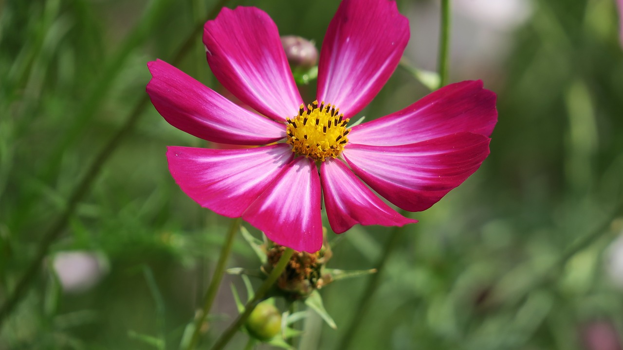 cosmos  flower  cosmos pink free photo