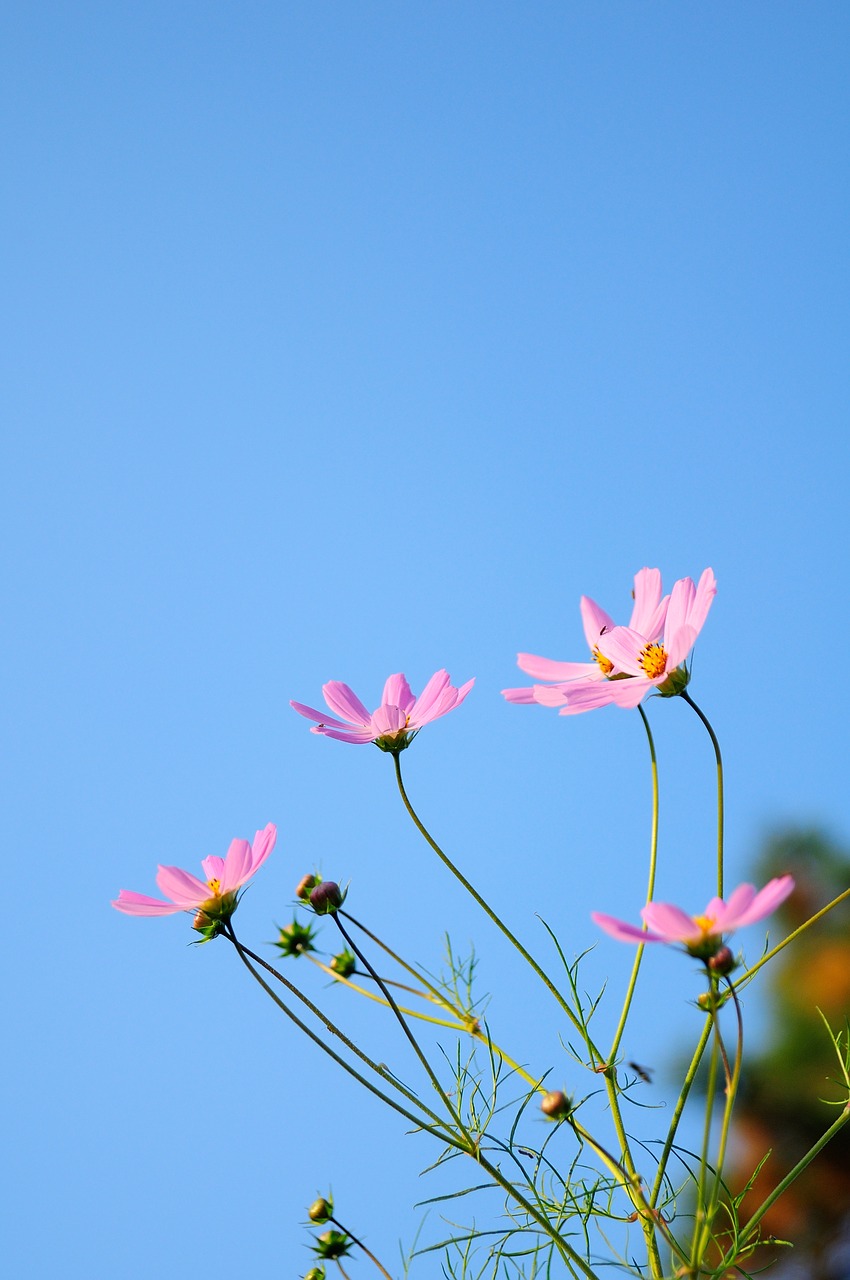 cosmos  flowers  nature free photo