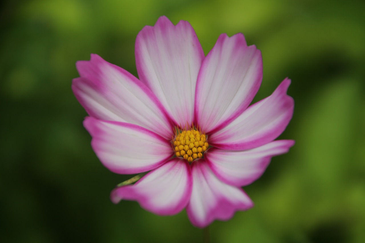 cosmos  flower  beauty free photo