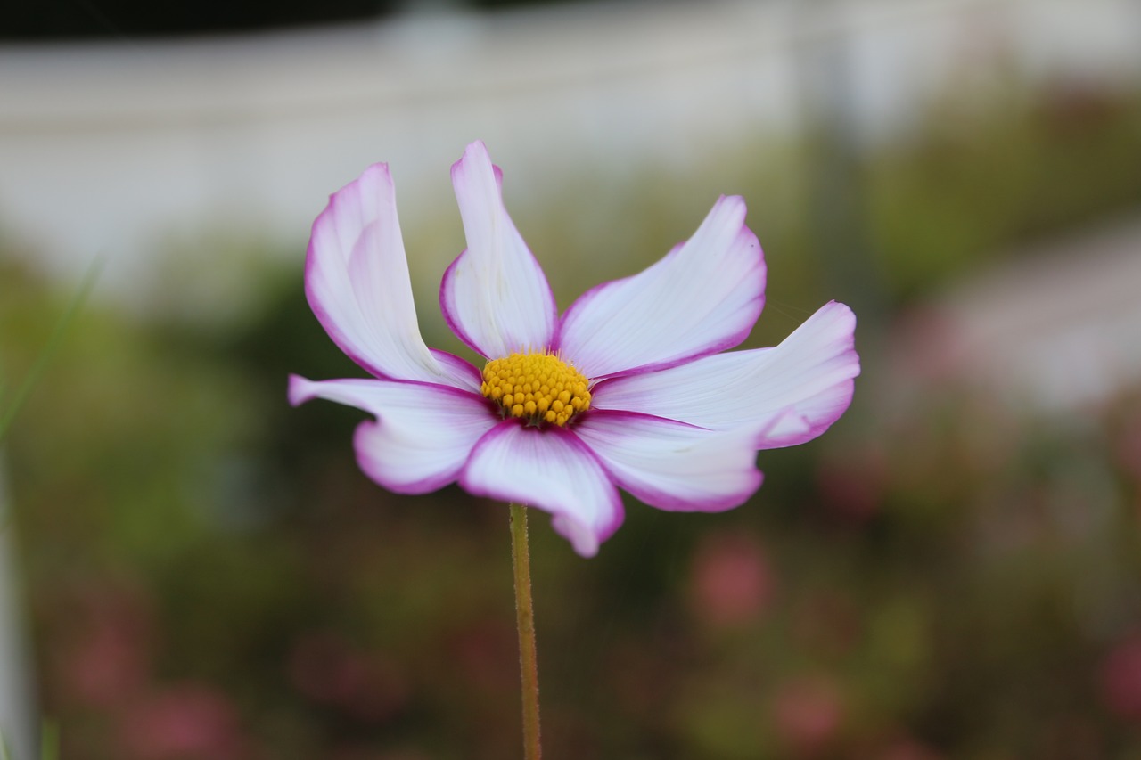 cosmos  flower  plant free photo