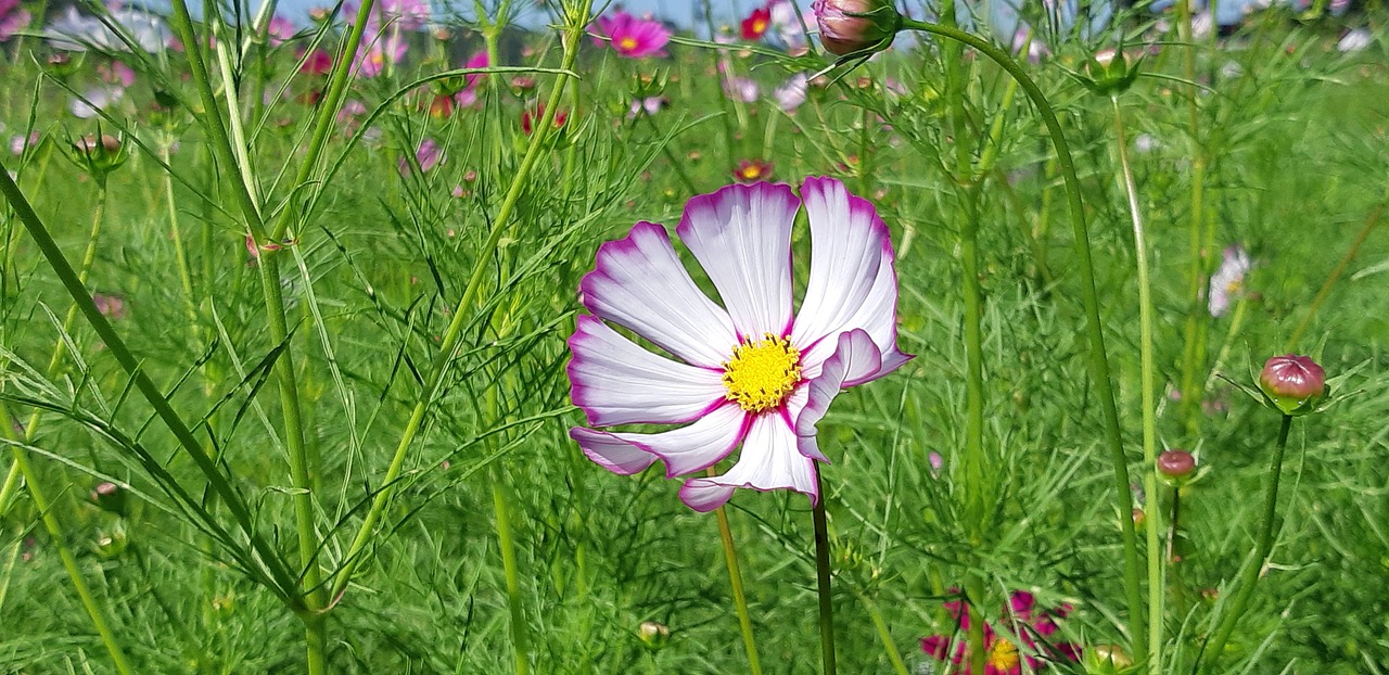 cosmos  republic of korea  flowers free photo