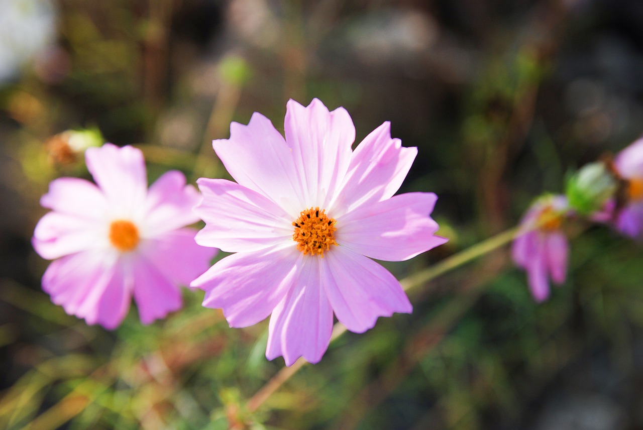 cosmos  flowers  autumn free photo