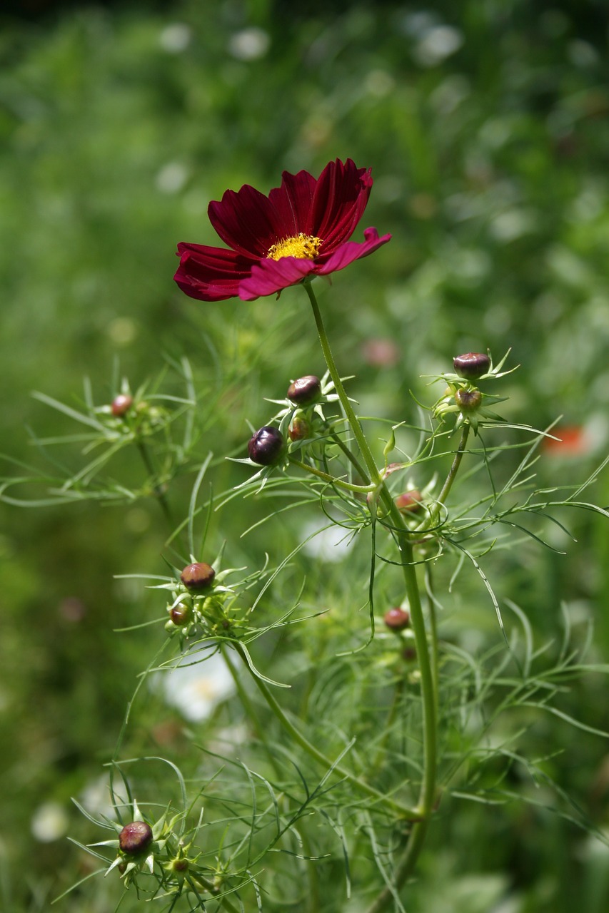 cosmos red flower free photo
