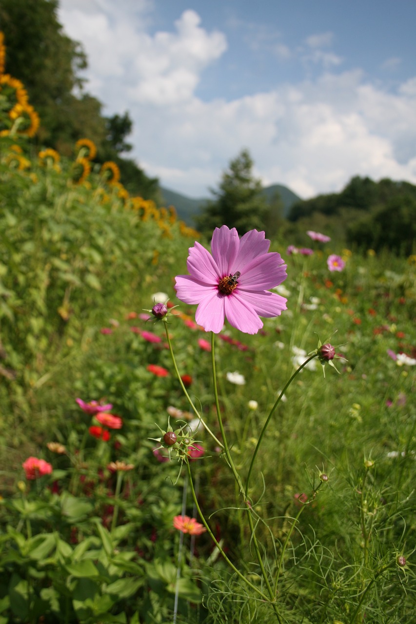 cosmos pink field free photo