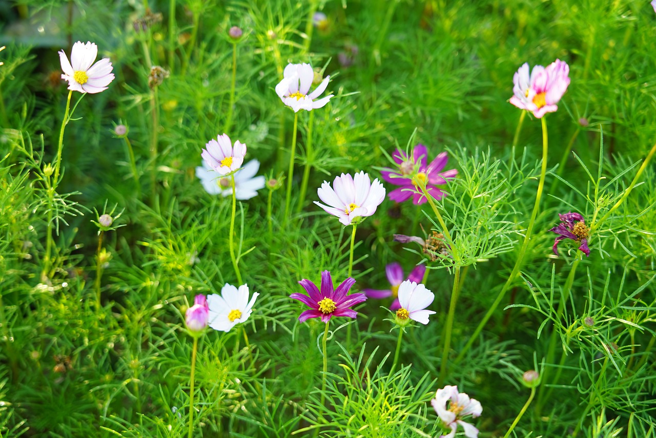 cosmos  green  kosmus free photo