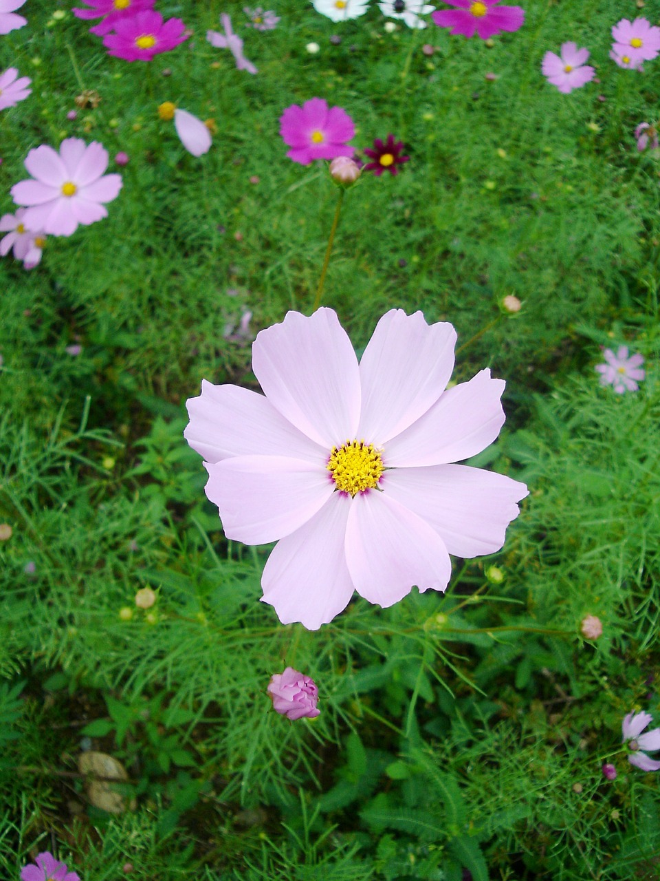 cosmos autumn pink free photo