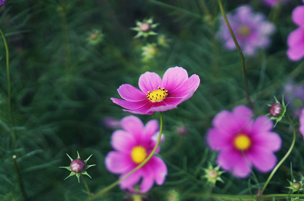 cosmos flowers autumn free photo