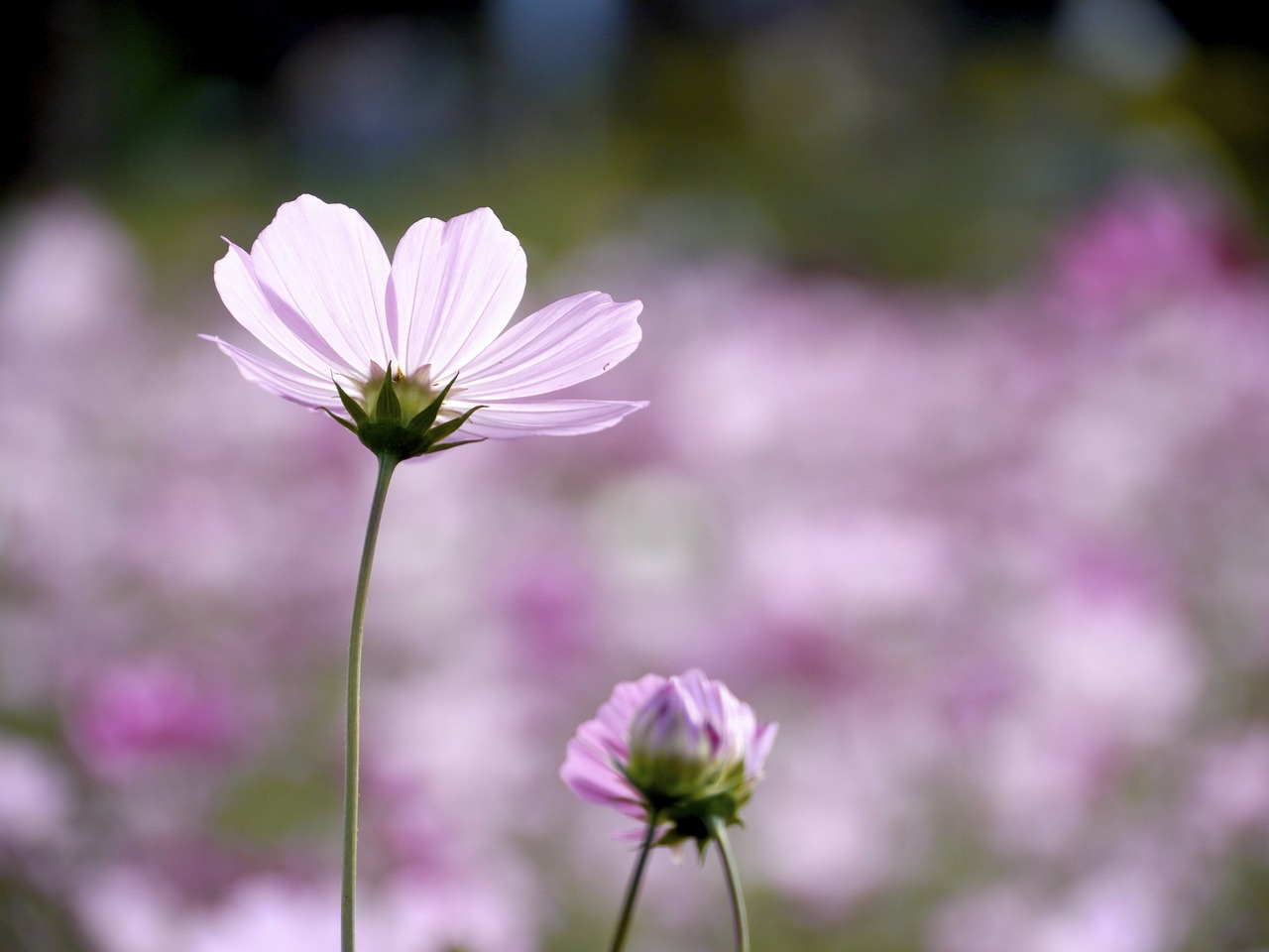 cosmos one flower flowers free photo