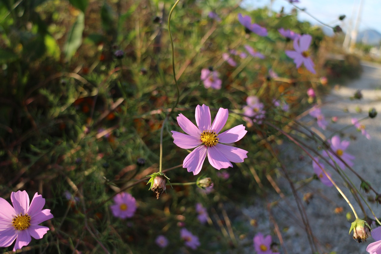 cosmos autumn gil free photo