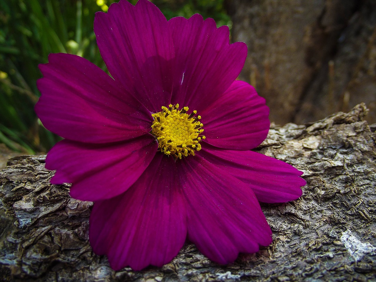 cosmos flower nature free photo