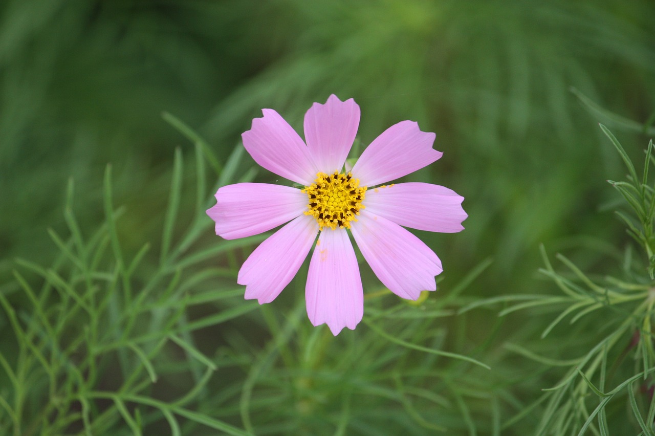 cosmos country flowers free photo