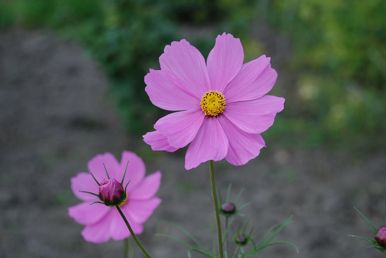 cosmos,flowers,pink,plant,bloom,floral,free pictures, free photos, free images, royalty free, free illustrations, public domain