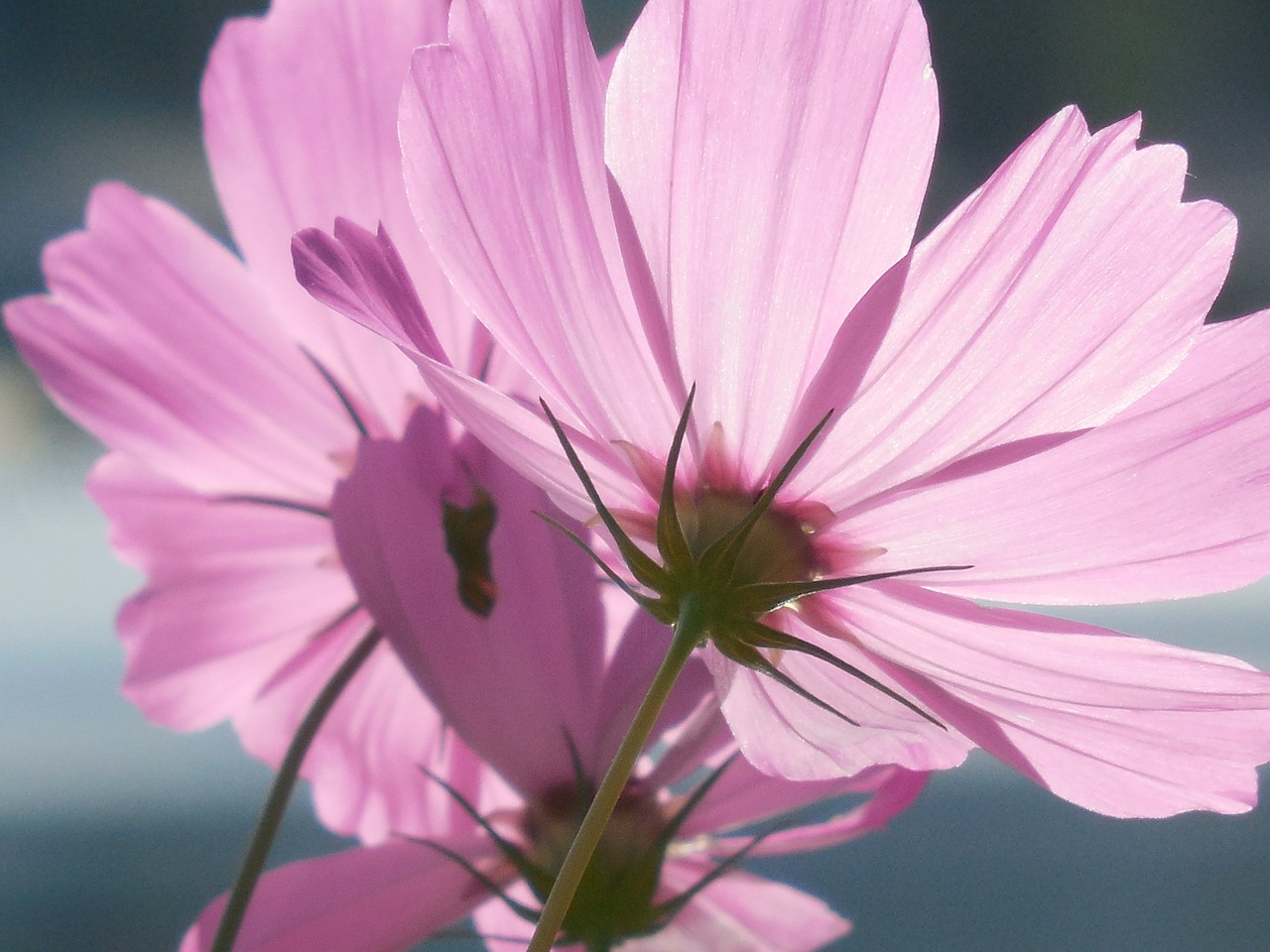 cosmos flower nature free photo