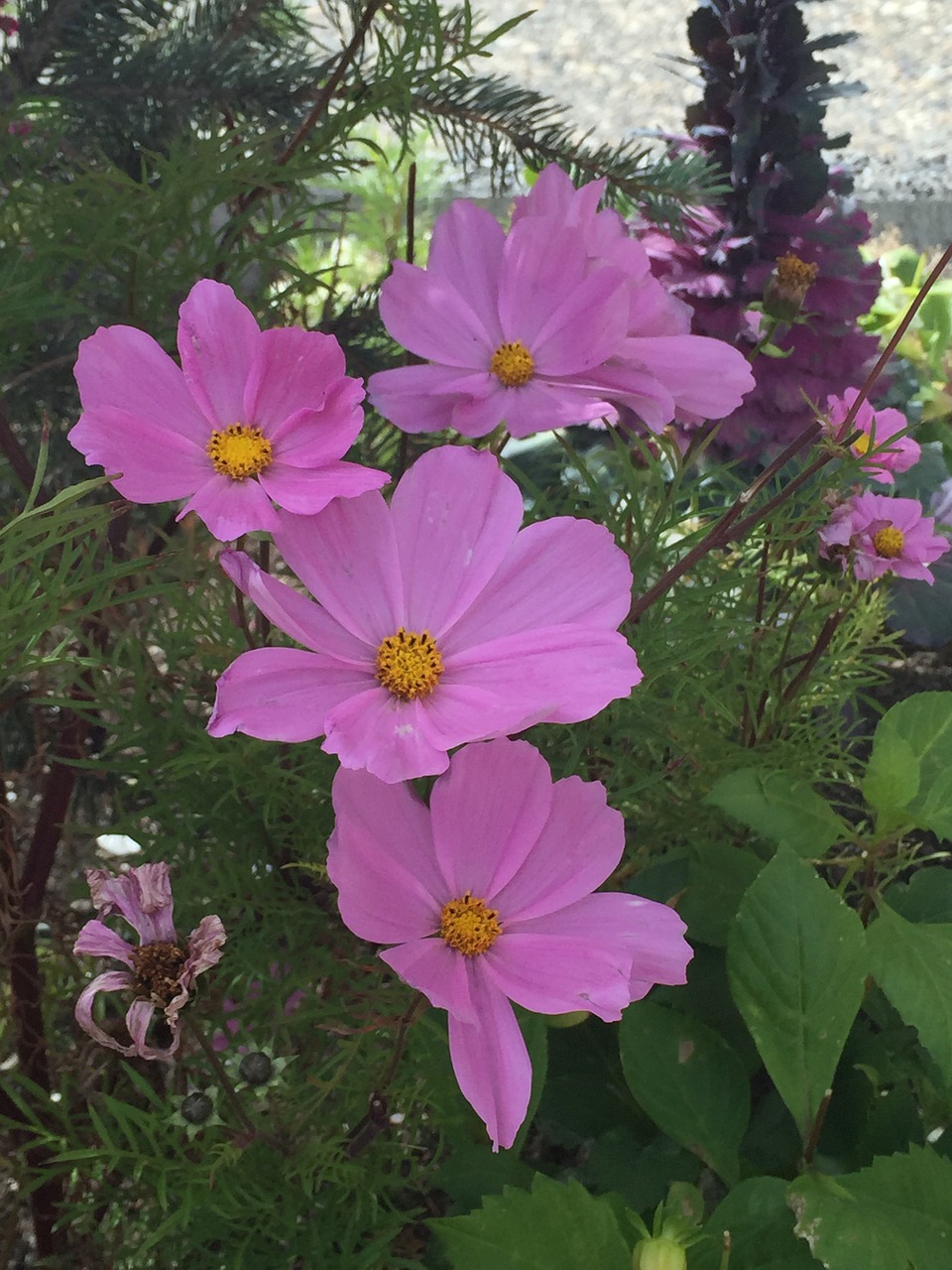 cosmos flower nature free photo