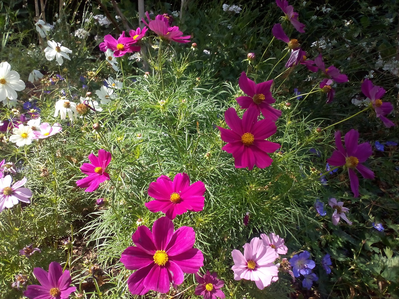 cosmos flowers nature free photo