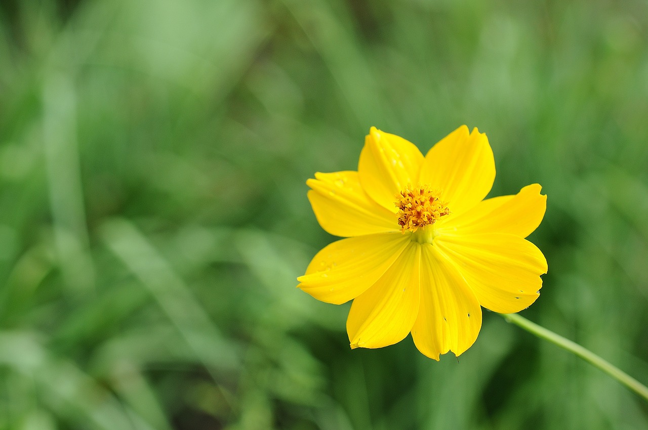 cosmos bipinnatus  flower  yellow free photo